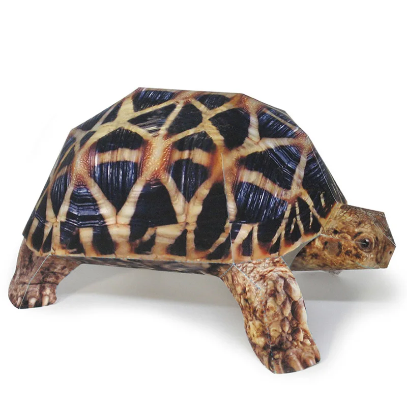 Art Craft Cardboard - Indian Star Tortoise Paper Model Realistic